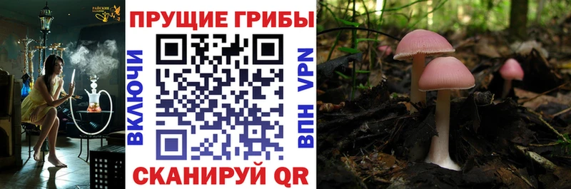 Галлюциногенные грибы Cubensis  Демидов 